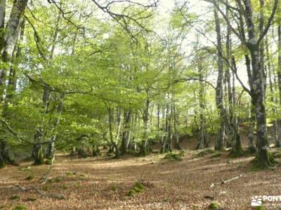 Valle Sakana-Sierras Navarra; irati navarra cimbarra ruta cascada del purgatorio almiruete monton de